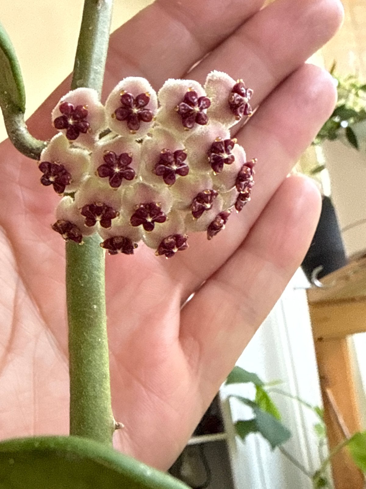 Bloeiende Hoya Kerrii - Hartvormige bladeren, Huis en Inrichting, Overige soorten, In pot, Minder dan 100 cm, Bloeiende kamerplant