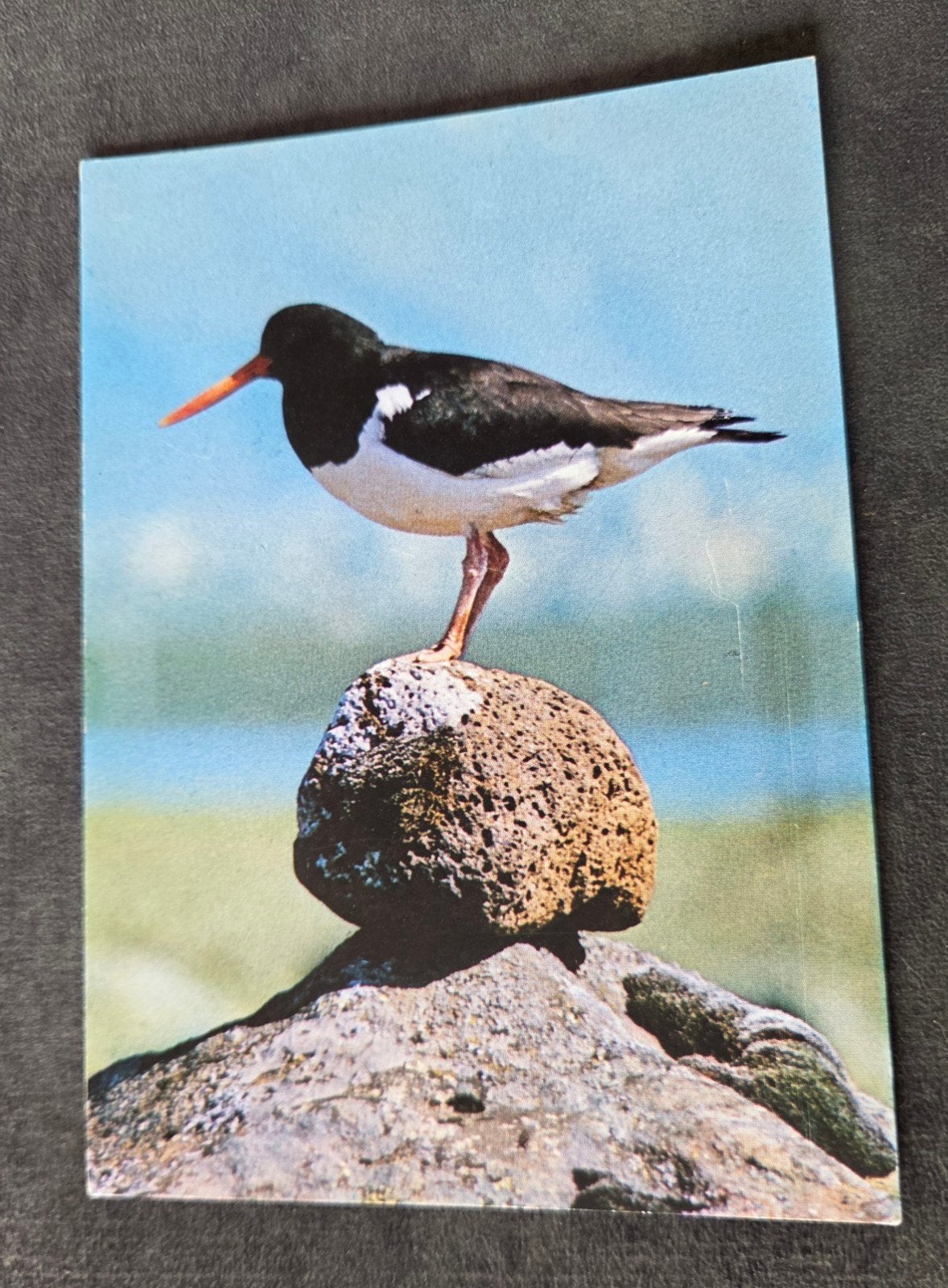 Tjaldur Oystercatcher - IJsland - Scholekster, Verzenden, 1960 tot 1980, Ongelopen, Vogel