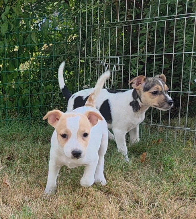 heel mooie boerenfox pups, Dieren en Toebehoren, Parvo, 8 tot 15 weken, Meerdere, Meerdere dieren