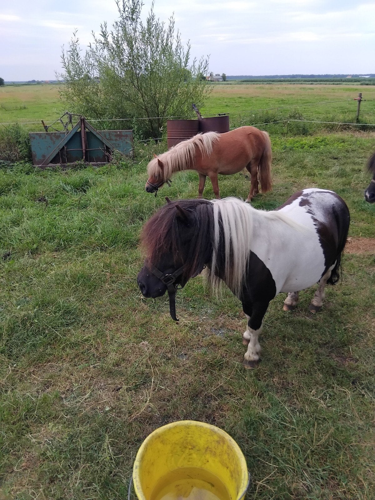 KINDERLIJK MAKKE PONY, Merrie