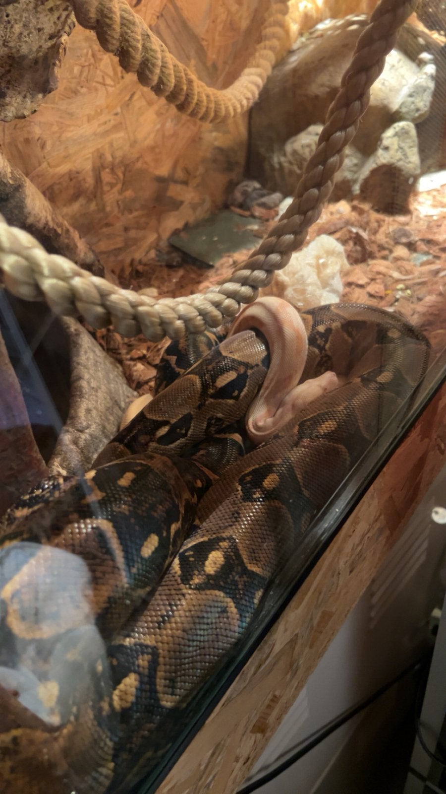 Boa koppel met bak Boa Constrictor - female for sale from Peter