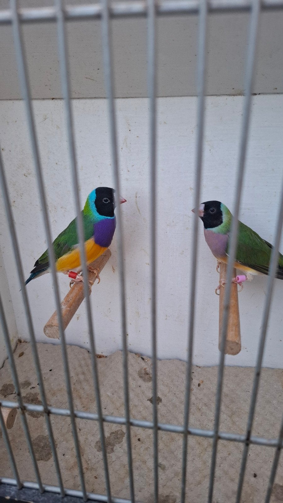 Gouldamadines, Meerdere dieren