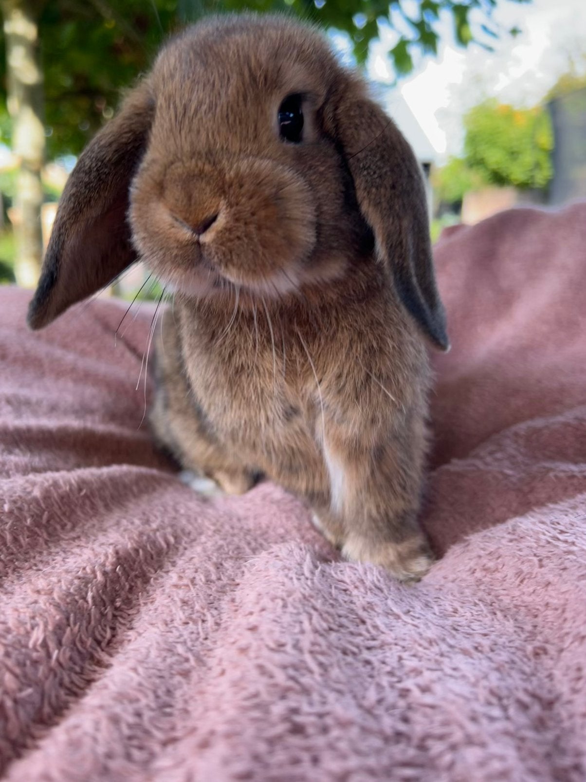 Raszuiver mini lop konijntje!, Dieren en Toebehoren, Vrouwelijk, Dwerg