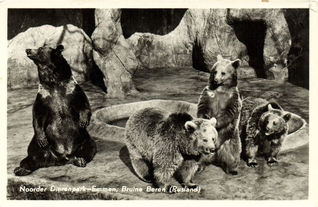 Noorder Dierenpark - Emmen, Bruine Beren [Rusland] - ongelop, Ophalen of Verzenden, 1960 tot 1980, Ongelopen, Drenthe