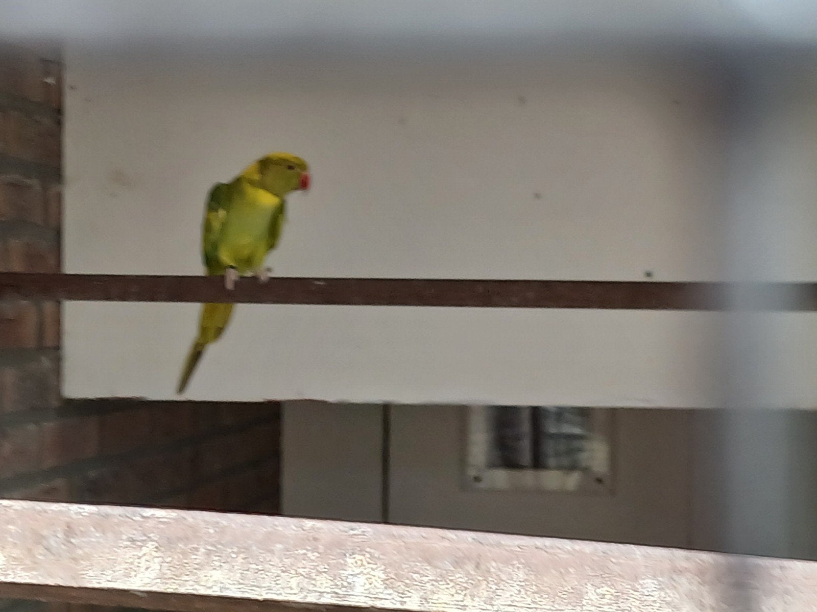 Halsband parkiet pop 2023, Dieren en Toebehoren, Vogels | Parkieten en Papegaaien
