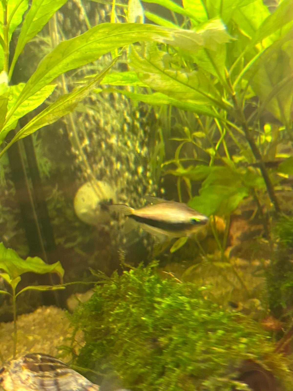 Keizer tetra’s, Vis