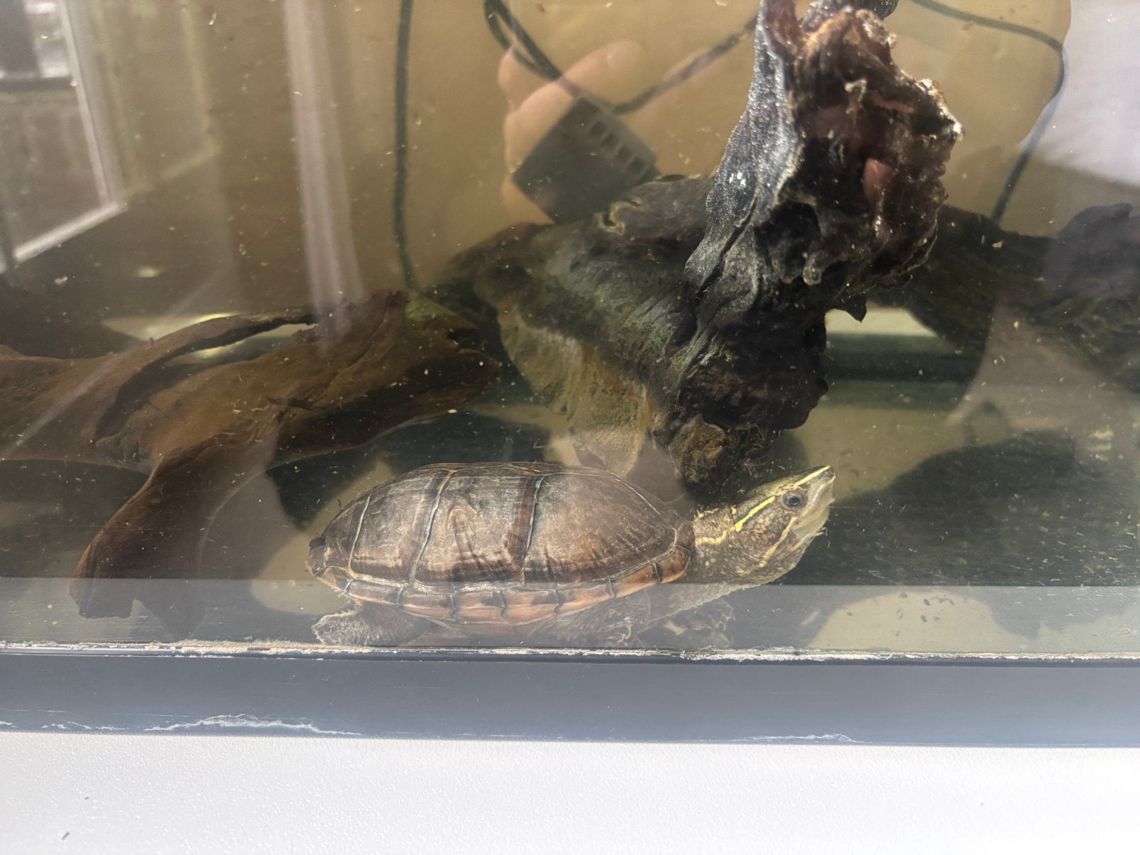 Muskus schildpad, Dieren en Toebehoren, Ophalen, Zo goed als nieuw