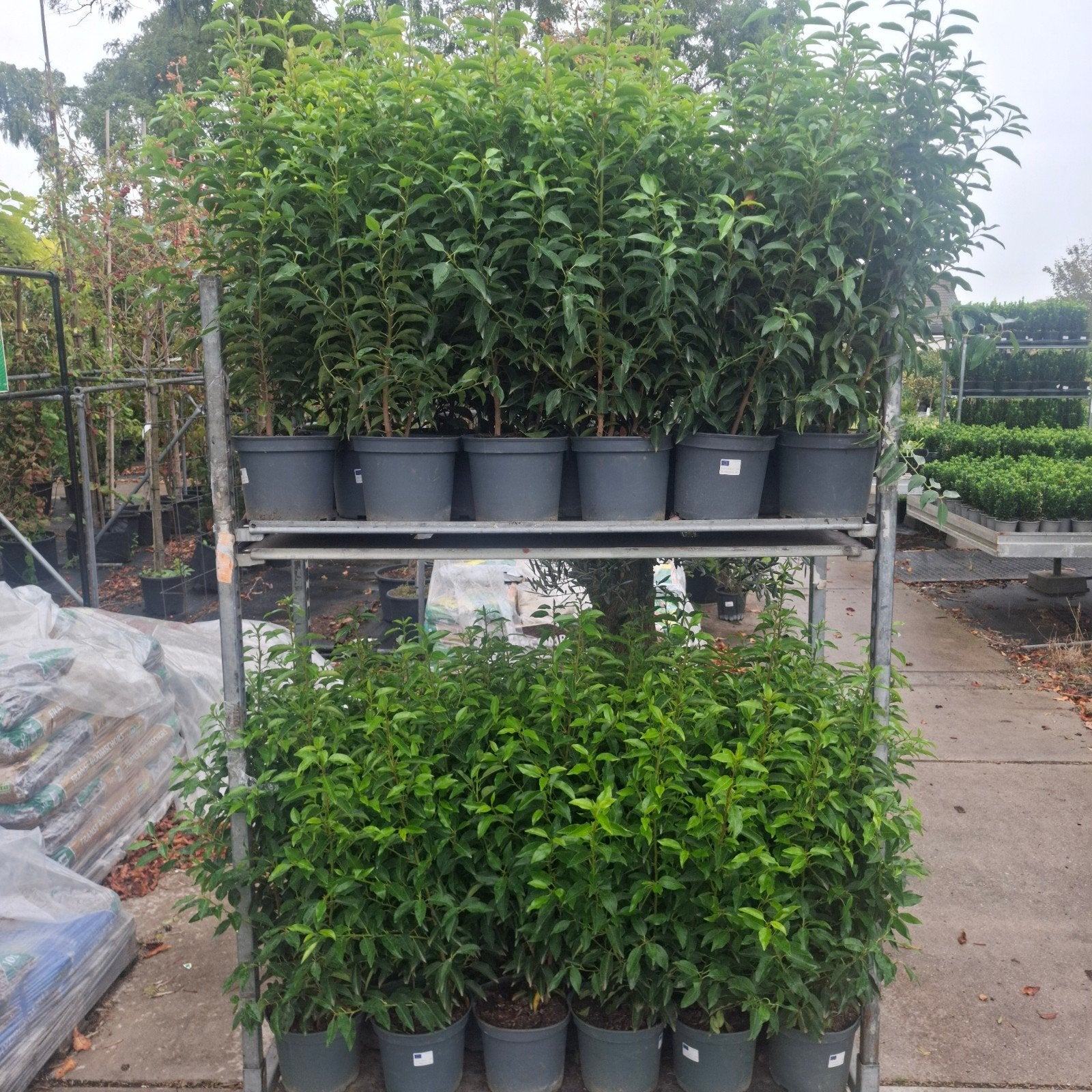 Portugese Laurier 70-80 cm – Prunus lusitanica – €9,95 OP=OP, Ophalen, Laurier, Minder dan 100 cm