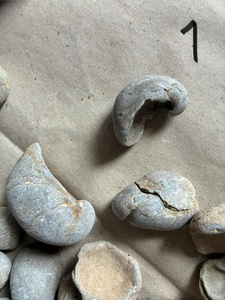 Fossielen verzameling, versteende inktvis, haaientand enz., Verzamelen, Mineralen en Fossielen, Ophalen of Verzenden, Fossiel