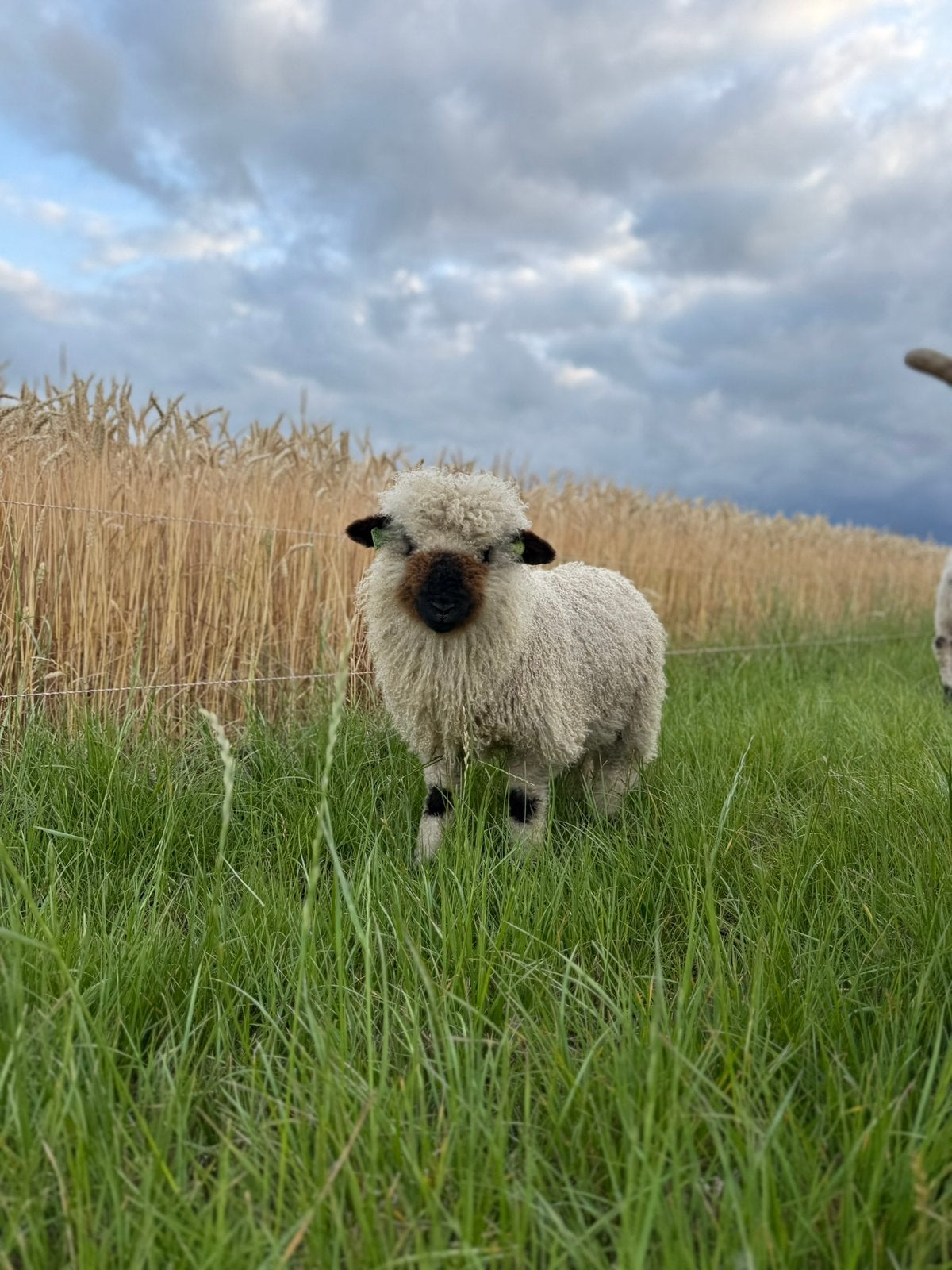 walliser schwarznase ooi, Dieren en Toebehoren, Schapen, Geiten en Varkens, Vrouwelijk, Schaap, 0 tot 2 jaar