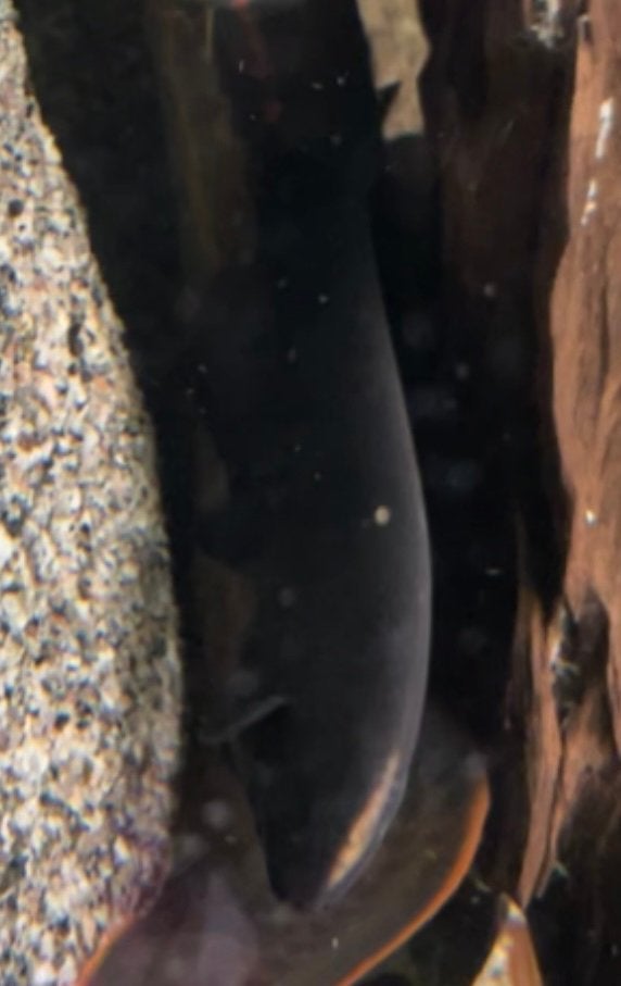 ghost knife fish, Vis