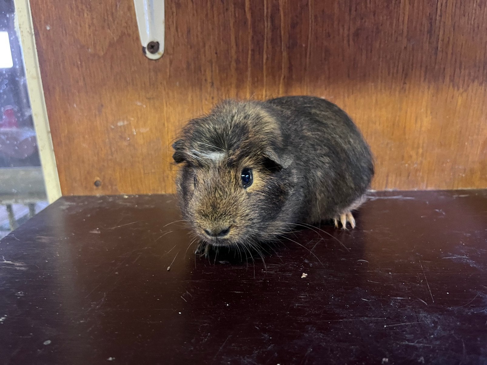 Super leuke cavia’s!, Cavia, Mannelijk, Juli, Tam