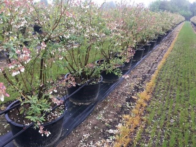 tuin en terras  Blauwe Bosbes vanaf € 10, - per pot, Tuin en Terras, Planten | Fruitbomen, Ophalen, Minder dan 100 cm, Lente, Overige soorten