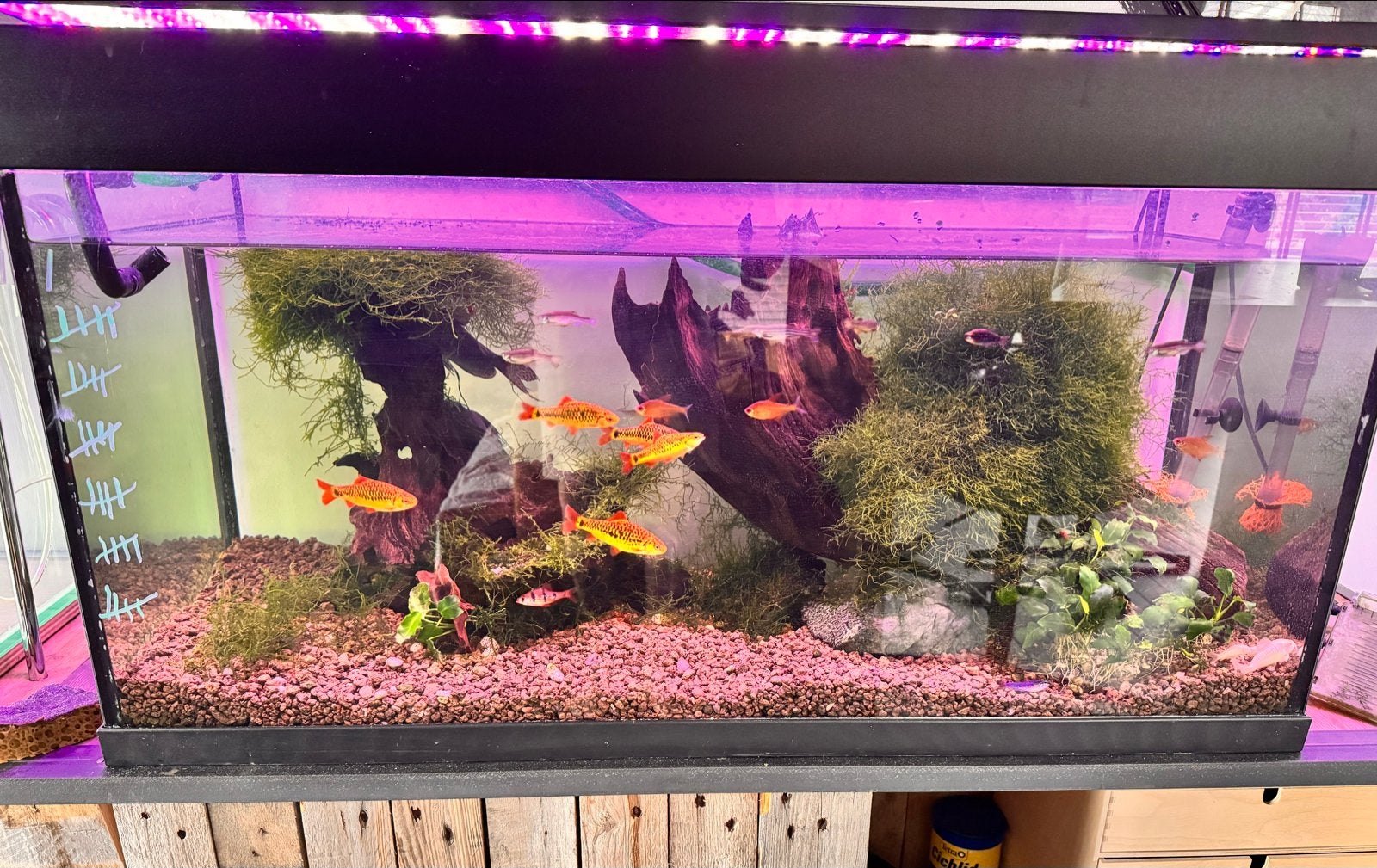 Aquarium met vissen, Ophalen, Plant(en), Steen of Hout
