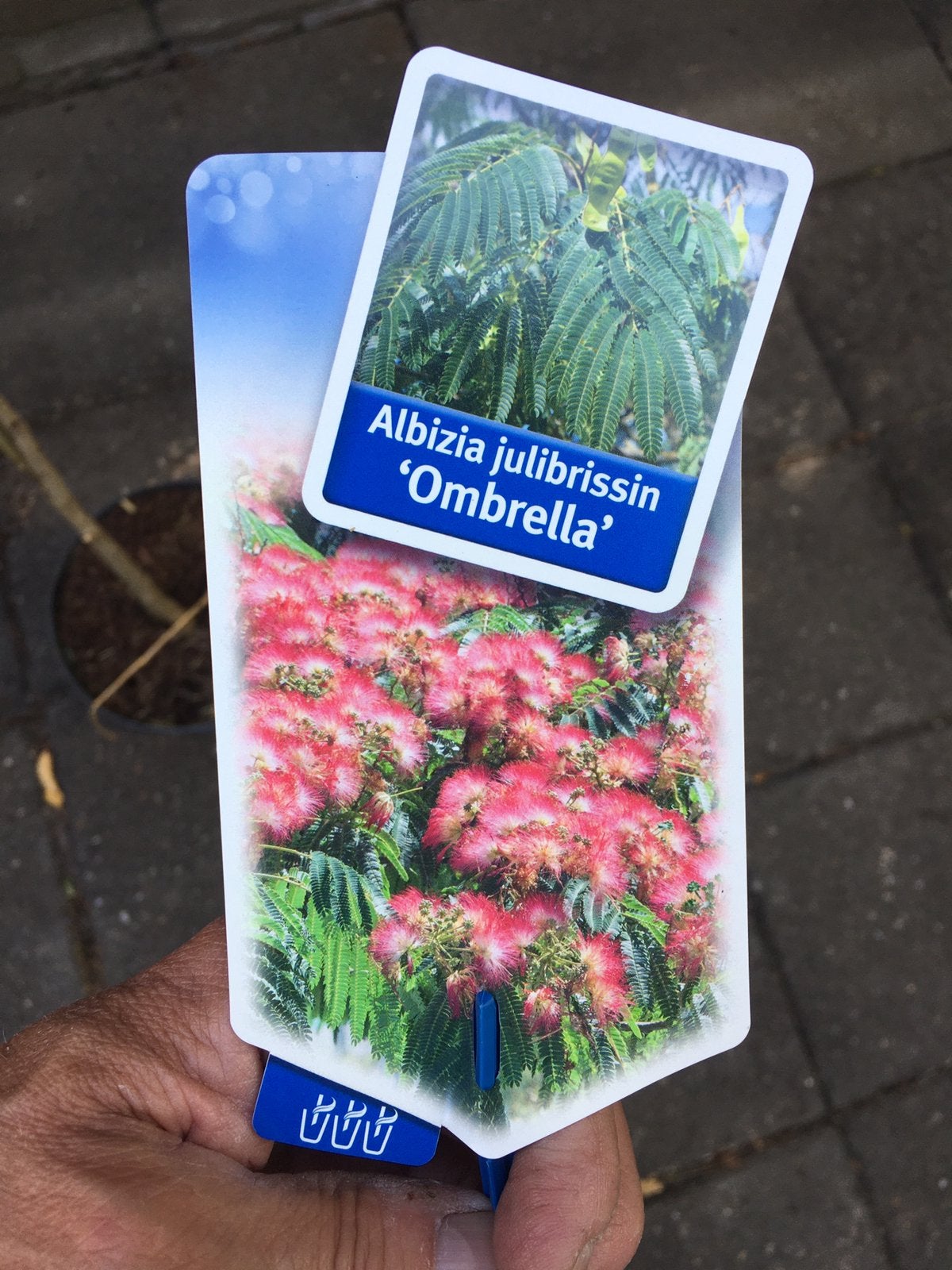 Perzische slaapboom. Albizua julibrissin, Tuin en Terras, Planten | Bomen, Overige soorten, 100 tot 250 cm, Zomer, Ophalen