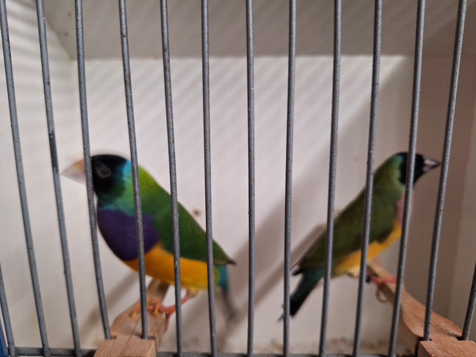 Gould amadines, Dieren en Toebehoren, Meerdere dieren, Geringd