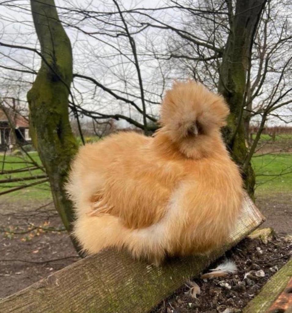 Usa Zijdehoender broedeieren te koop, Dieren en Toebehoren, Geslacht onbekend, Kip