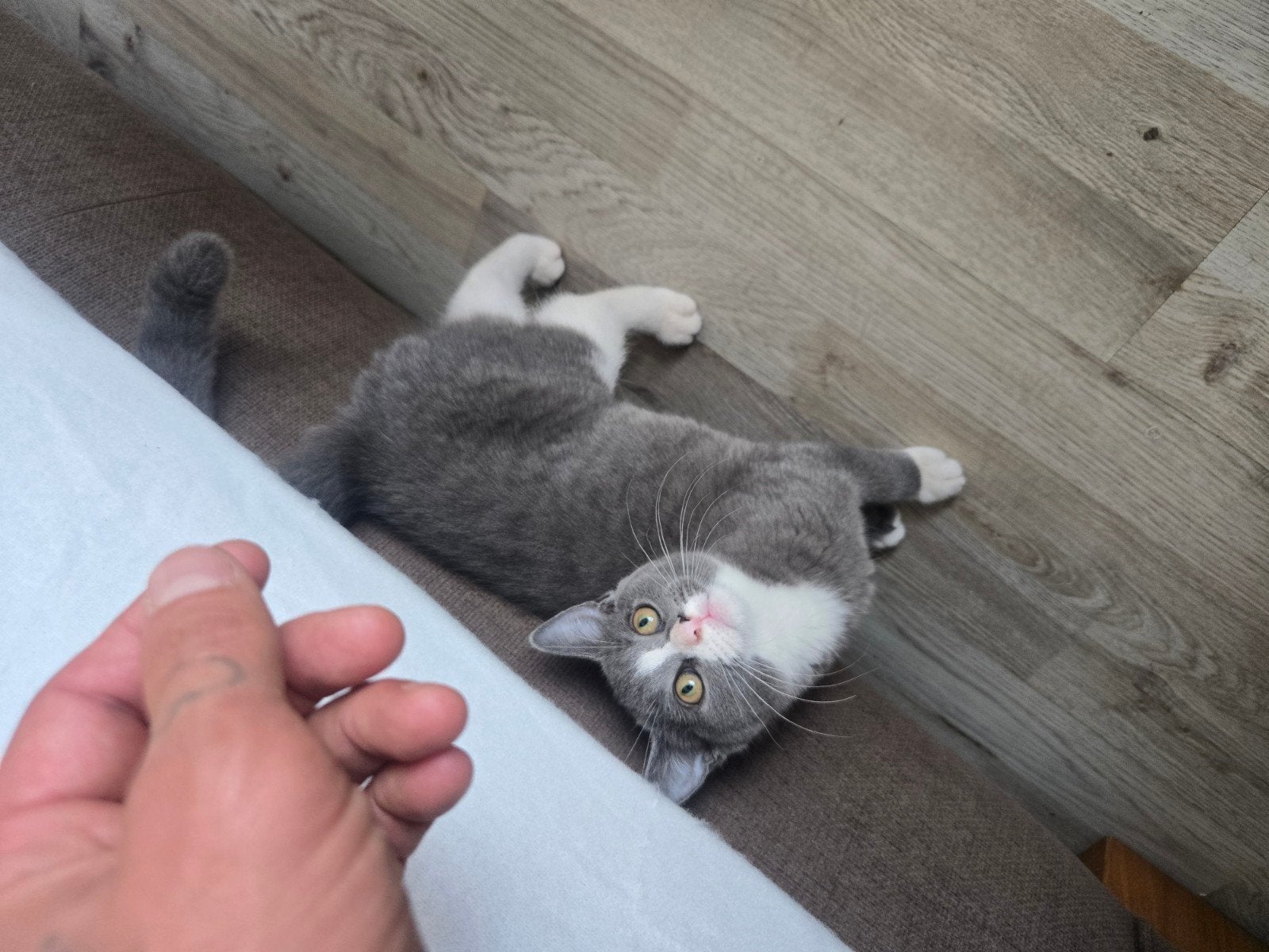 britsekorthaar kitten laaste 15 weekjes mag nesje verlaten, Poes, Ontwormd, 0 tot 2 jaar