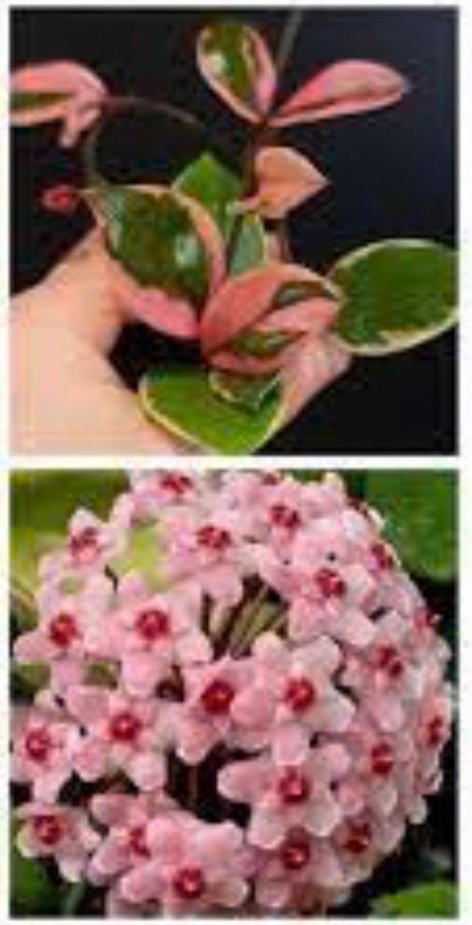 Hoya Carnosa 'Flamingo Dream- Prachtige bonte wasplant, Overige soorten, Vaste plant, Ophalen of Verzenden, Bloeit niet