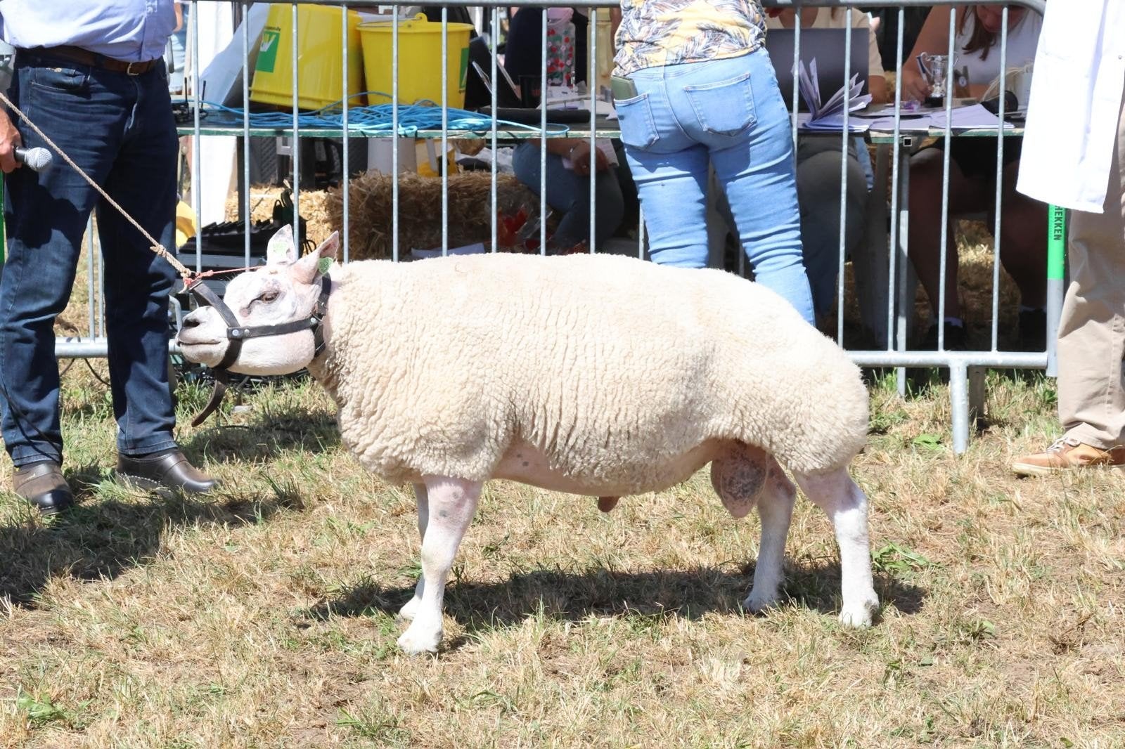 Te koop texelaar ram lammeren, Dieren en Toebehoren, Schapen, Geiten en Varkens, Mannelijk, Schaap