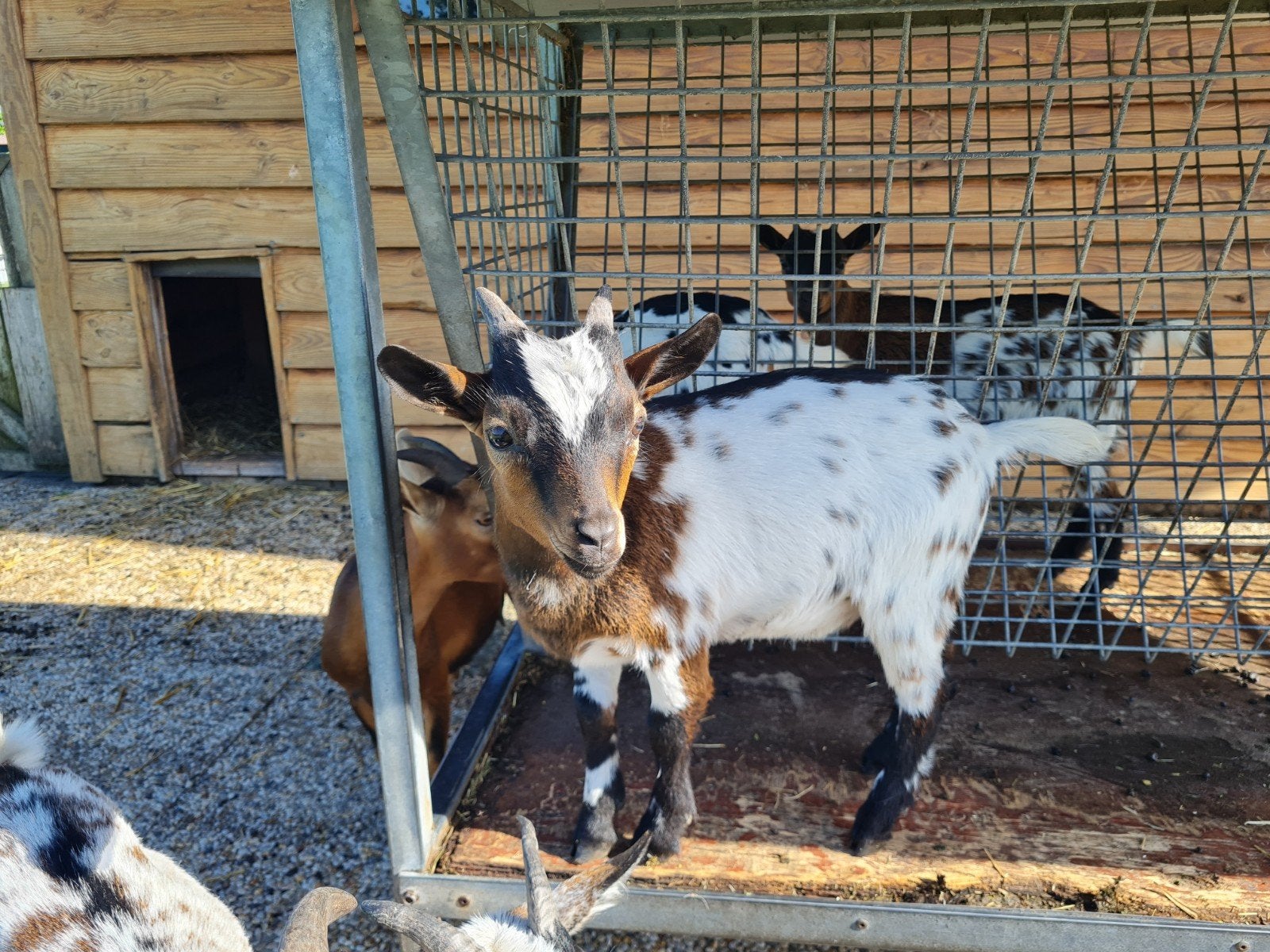 2 leuke dwerggeit bokjes, Dieren en Toebehoren, Schapen, Geiten en Varkens, Mannelijk, Geit