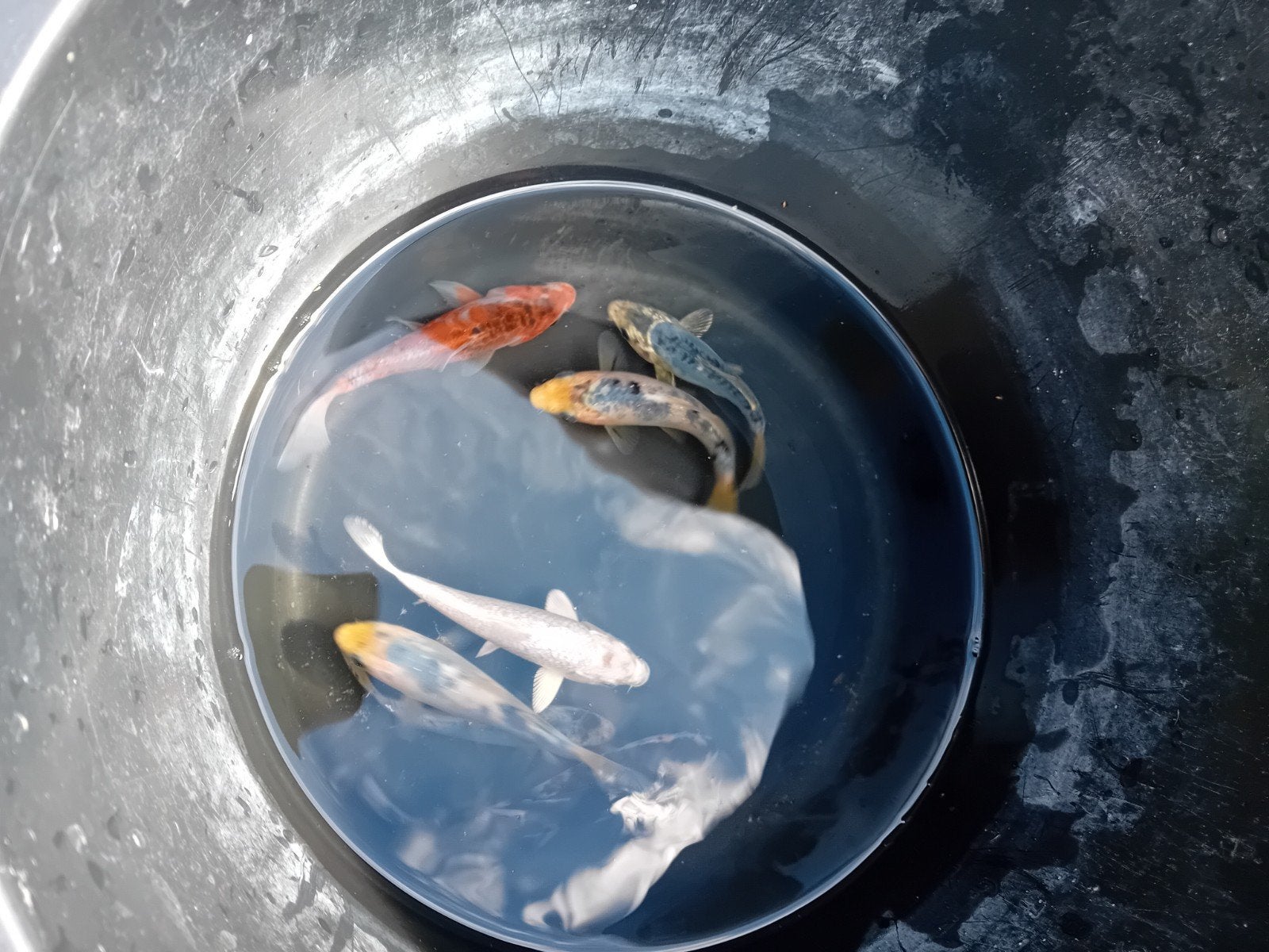 koi tosai mix 30 stuks, Dieren en Toebehoren, Vissen | Vijvervissen, Karper of Koi