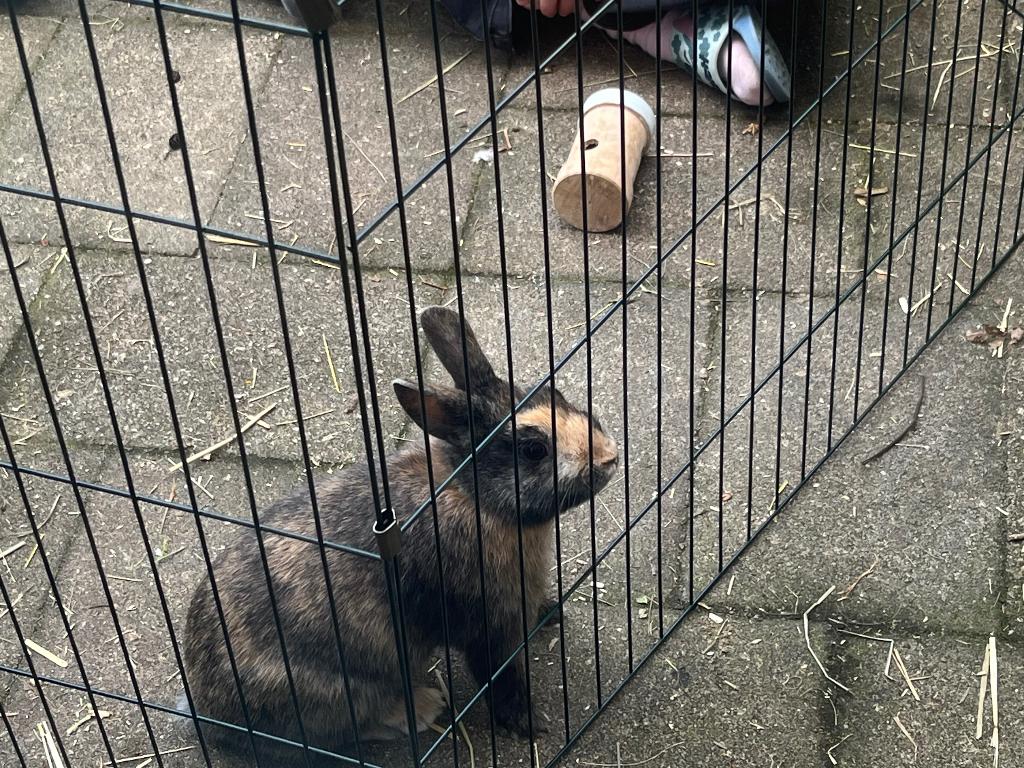 Jong konijn (mannetje), Dieren en Toebehoren, Mannelijk, Middelgroot, 0 tot 2 jaar