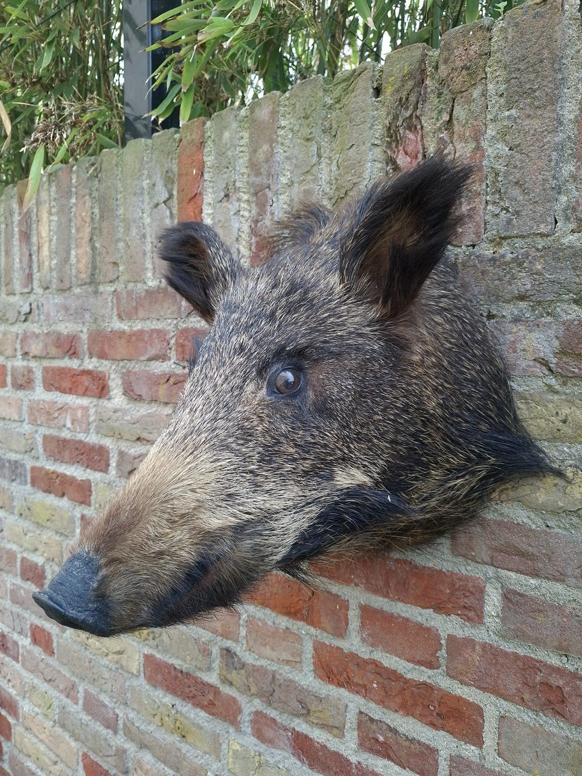 opgezette kop zwijn taxidermy schedel jacht veluwe hert, Ophalen, Wild dier, Opgezet dier