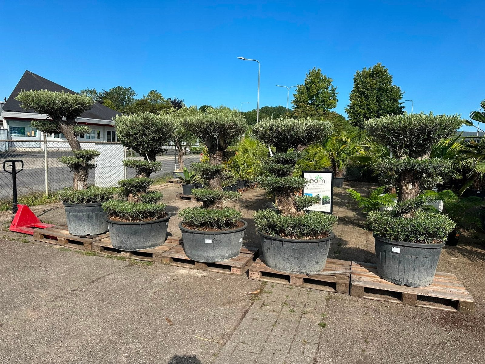 pon pon olijfbomen, Lente, 100 tot 250 cm, Olijfboom, Ophalen