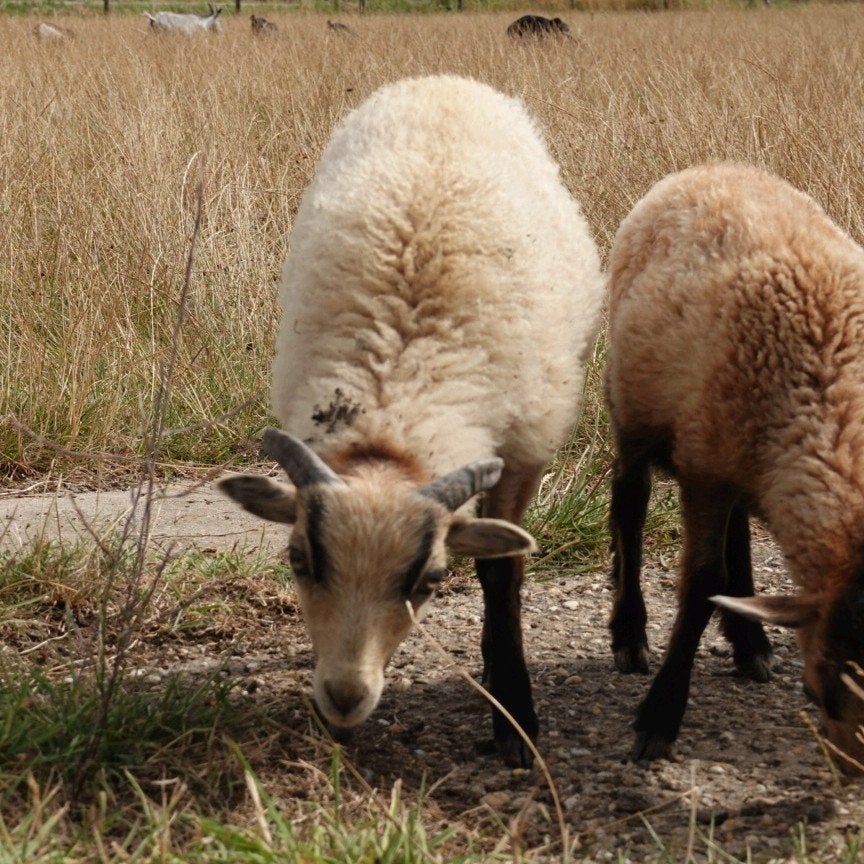 mini ramlam TE KOOP, Dieren en Toebehoren, Mannelijk, Schaap, 0 tot 2 jaar
