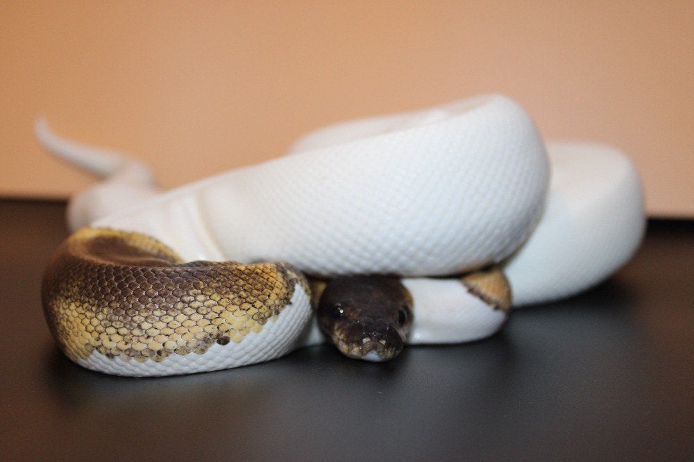 Spécial GHI Piebald PH Clown/ / Ball Python/ Regius python, Slang, Tam, 0 tot 2 jaar
