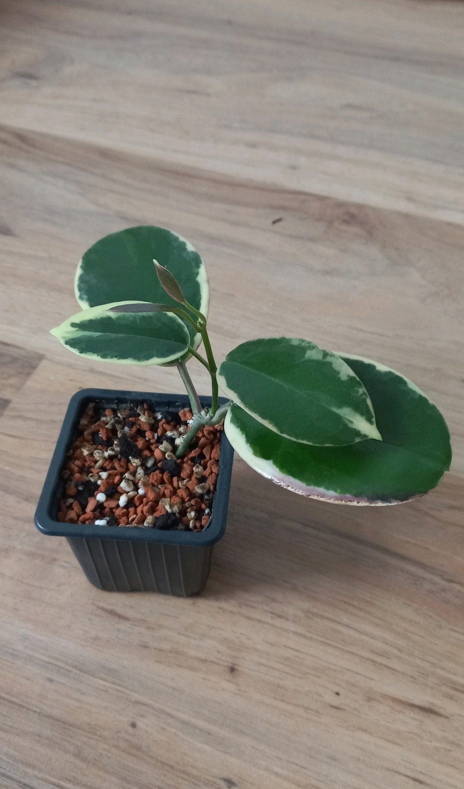 Hoya Australis 'Blondie' (albomarginata), Ophalen of Verzenden, Halfschaduw, Minder dan 100 cm