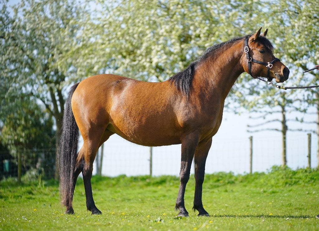 Arabische Volbloed Merrie, Merrie, E pony (1.48m - 1.57m), Met stamboom, 3 tot 6 jaar