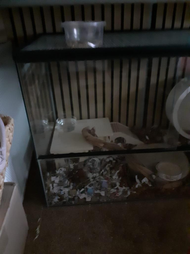 Hamster terrarium glas, Ophalen of Verzenden