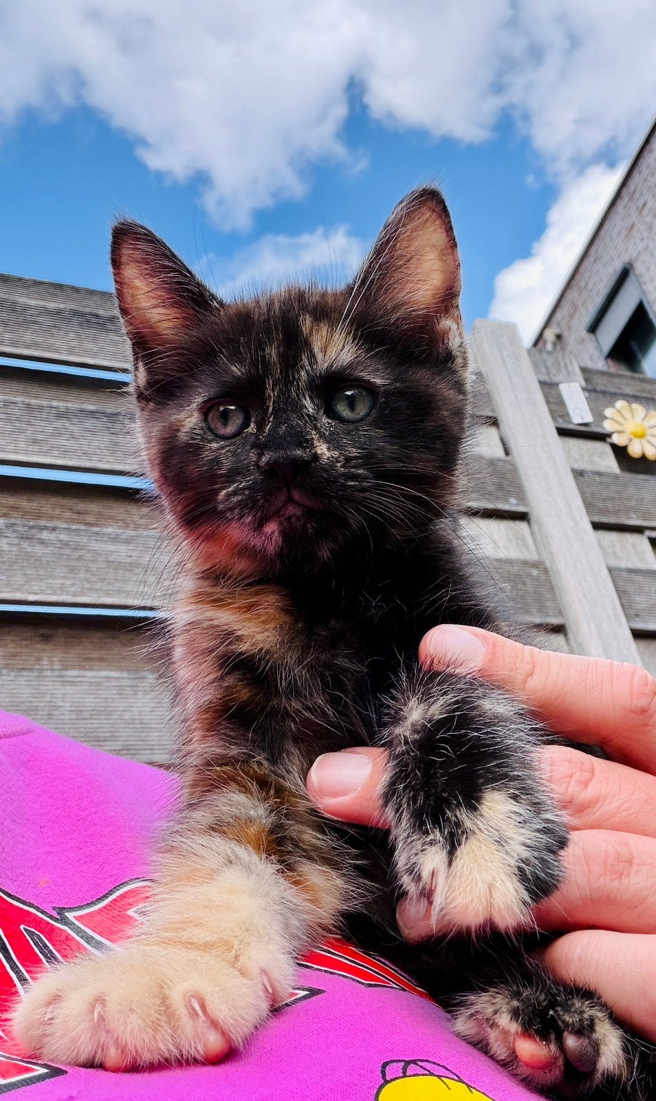Maine Coon x Britse korthaar kittens – Red & Blacky, Poes, Ontwormd, 0 tot 2 jaar