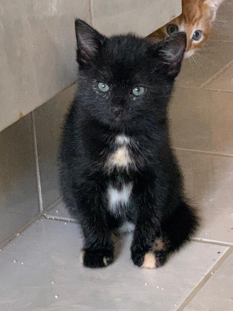 Super lieve Kittens, Dieren en Toebehoren, Katten en Kittens | Overige Katten, Meerdere dieren, Kortharig, 0 tot 2 jaar