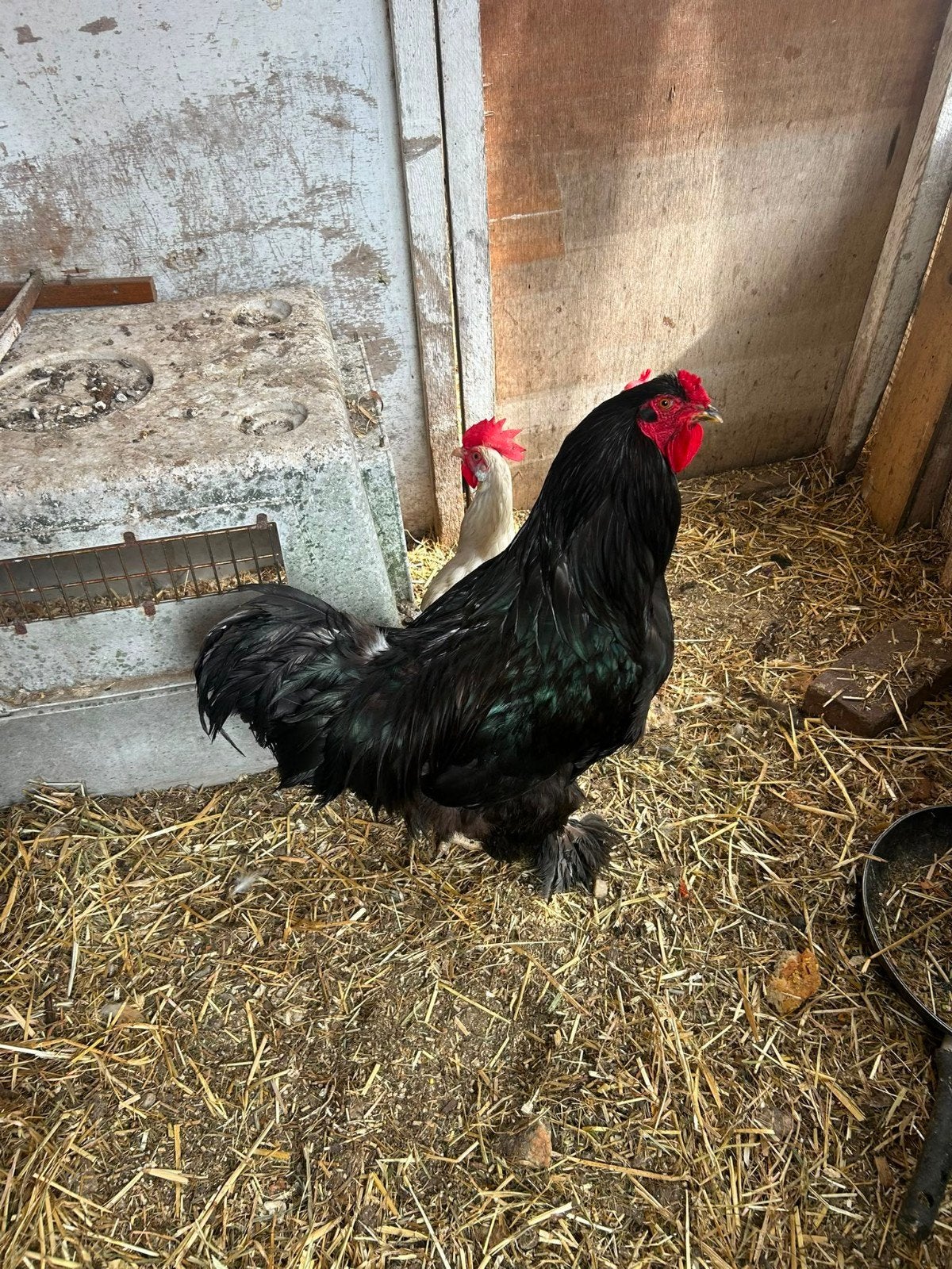 Brahma Haan, Dieren en Toebehoren, Mannelijk, Kip