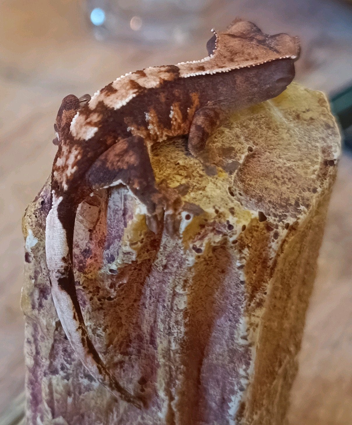 Wimpergekko nakweek 2026 harlequin Crested Gecko - unknown for sale from Sabrina