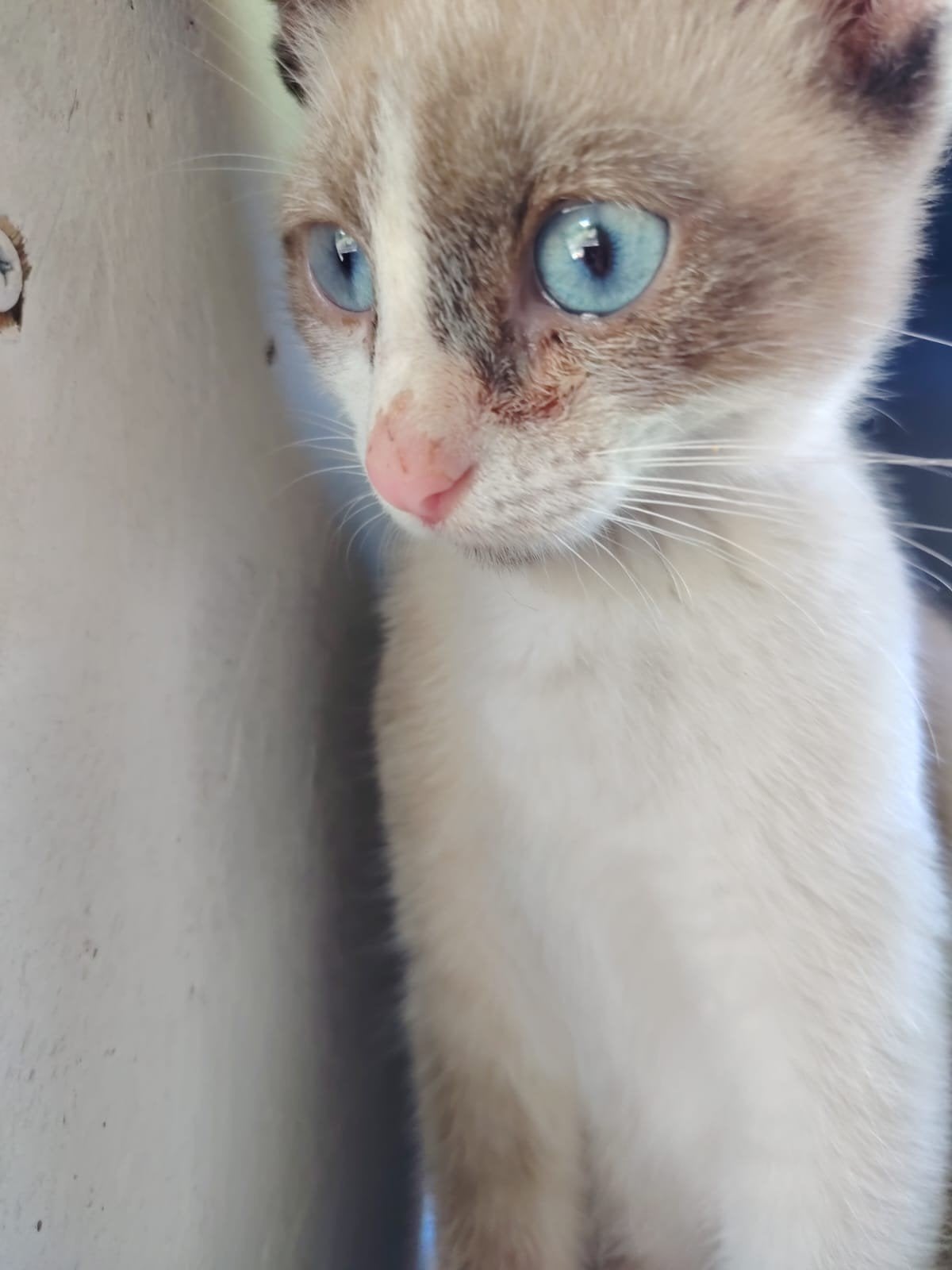 kater Rio zoekt een baasje, Dieren en Toebehoren, Kater, 0 tot 2 jaar