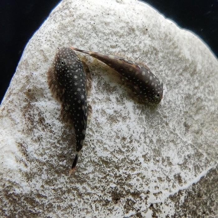 gastromyzon borneensis, Vis