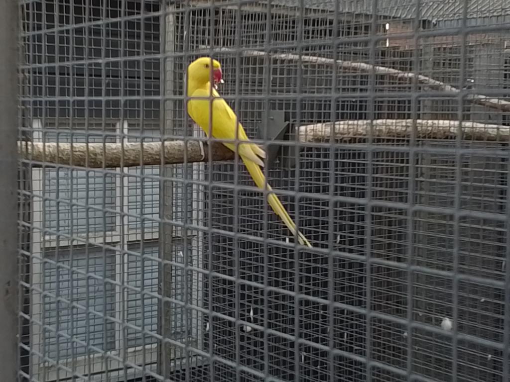 Halsband  parkiet  pop geel  mist een nagel, Vrouwelijk, Parkiet