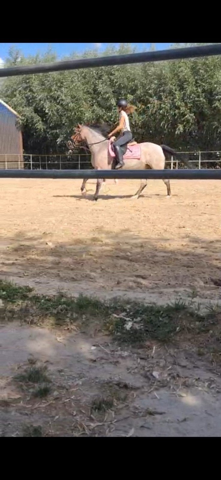 verzorgpony gezocht., Ophalen of Verzenden