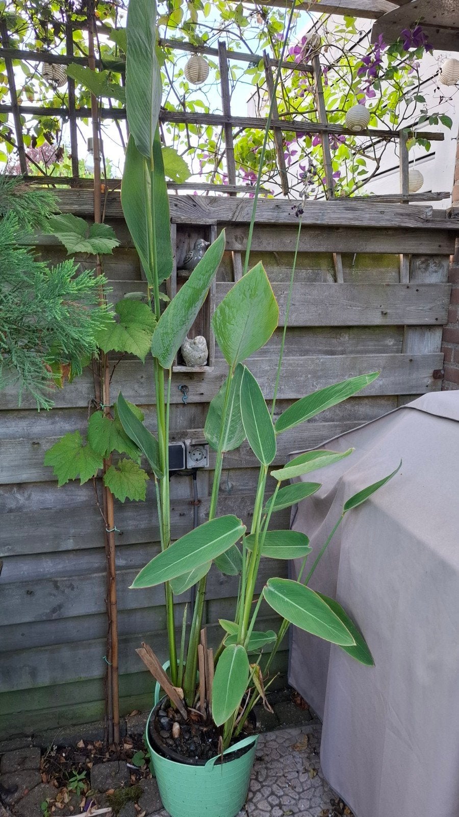 Thalia waterplant. hoogte 2,5 m, Tuin en Terras, Ophalen