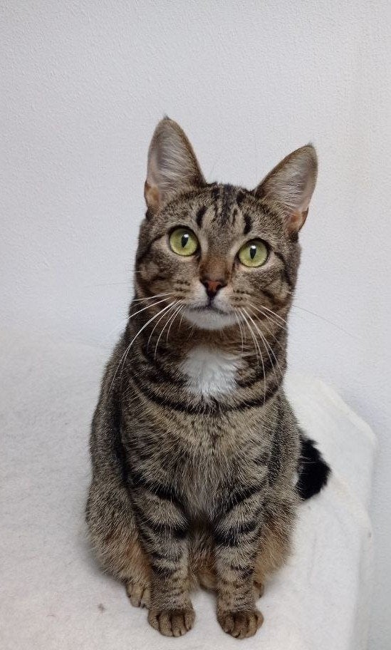 Een maatje dat je begrijpt, Dieren en Toebehoren, Poes, Kortharig, 0 tot 2 jaar