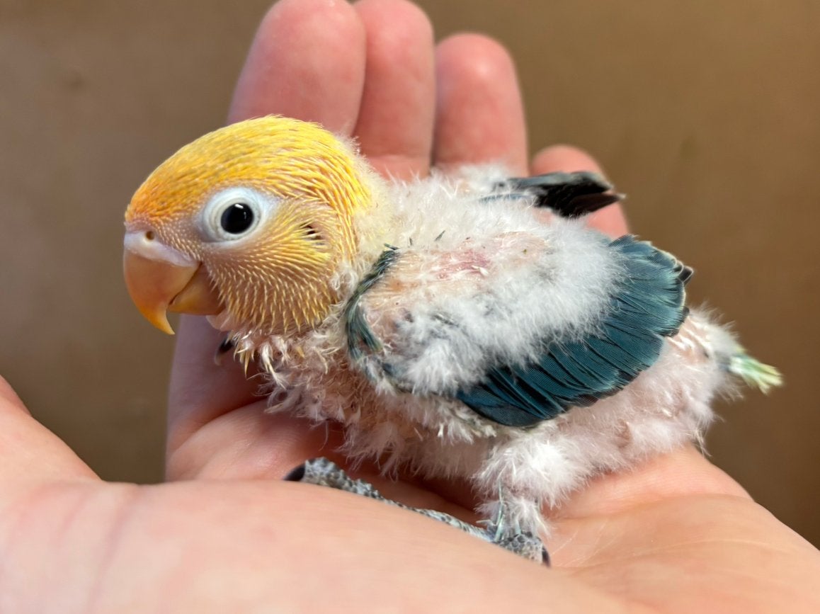 Baby agapornis fischeri Turquoise opaline split albino, Geslacht onbekend, Dwergpapegaai of Agapornis, Geringd