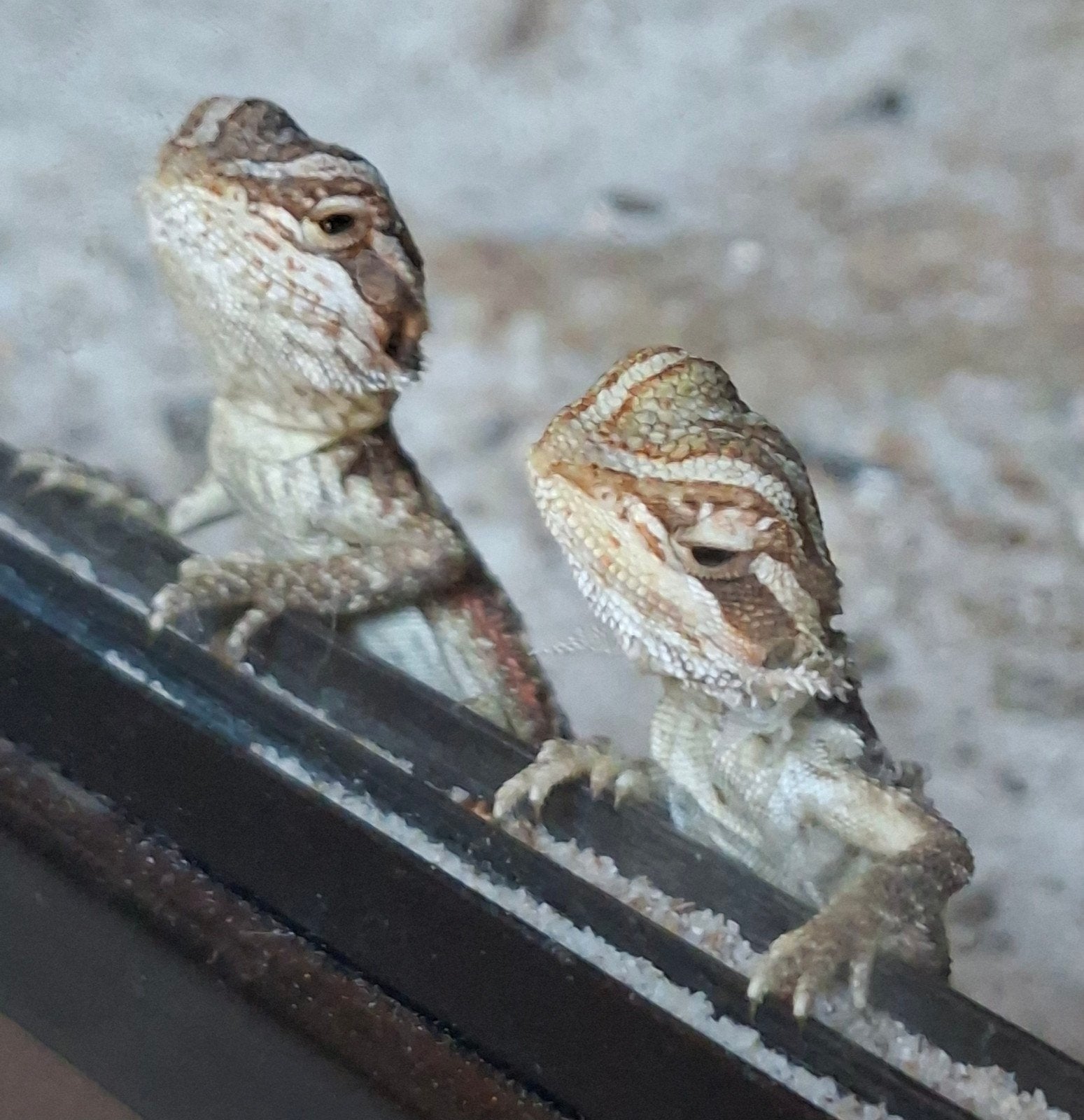 Verschillende mooie jonge baardagamen te koop, Dieren en Toebehoren, Reptielen en Amfibieën, Hagedis, 0 tot 2 jaar