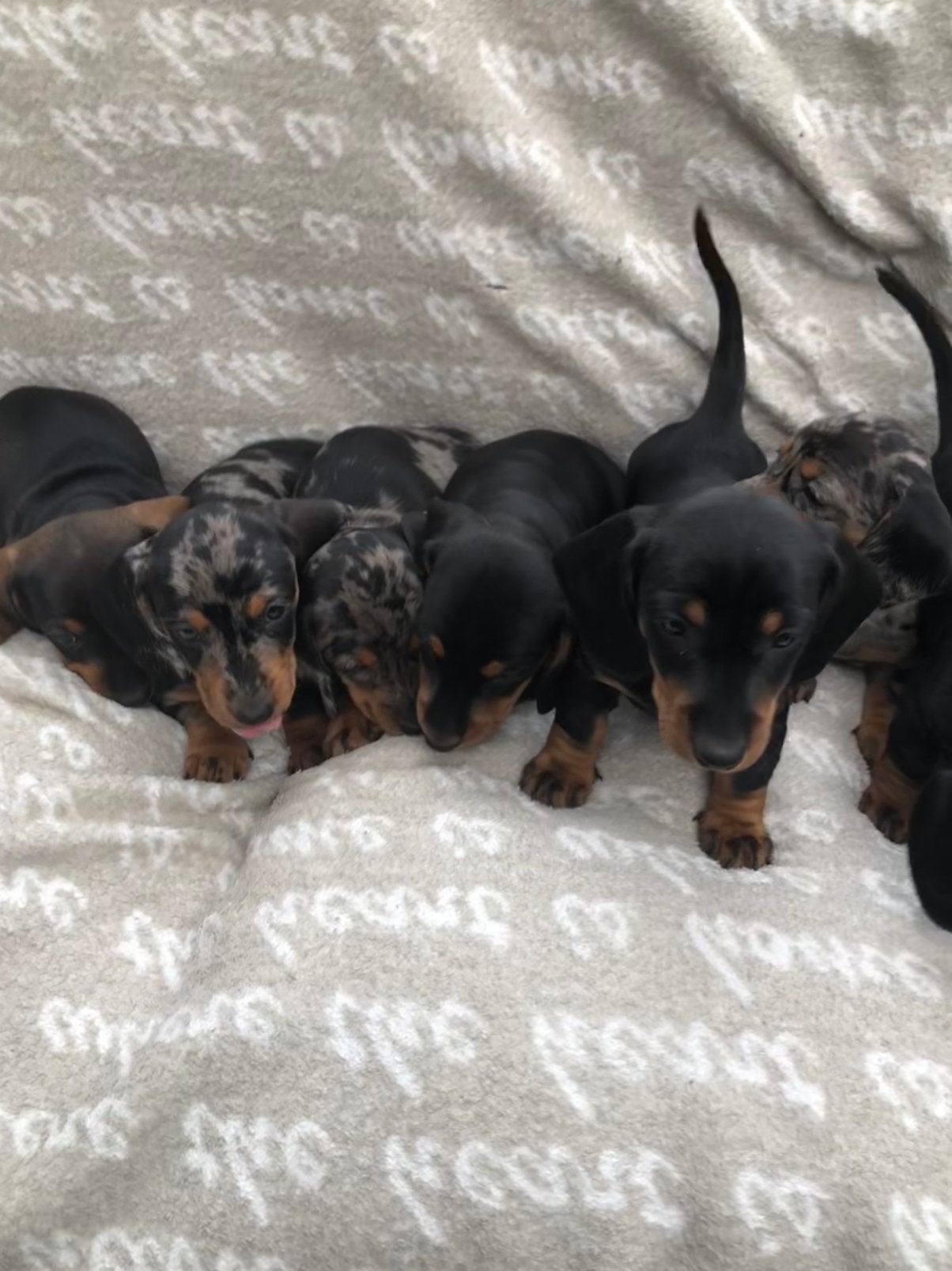 Prachtige kortharige dwergteckel pups!!, Dieren en Toebehoren, 8 tot 15 weken, Korthaar, HCC (leverziekte), Dwerg