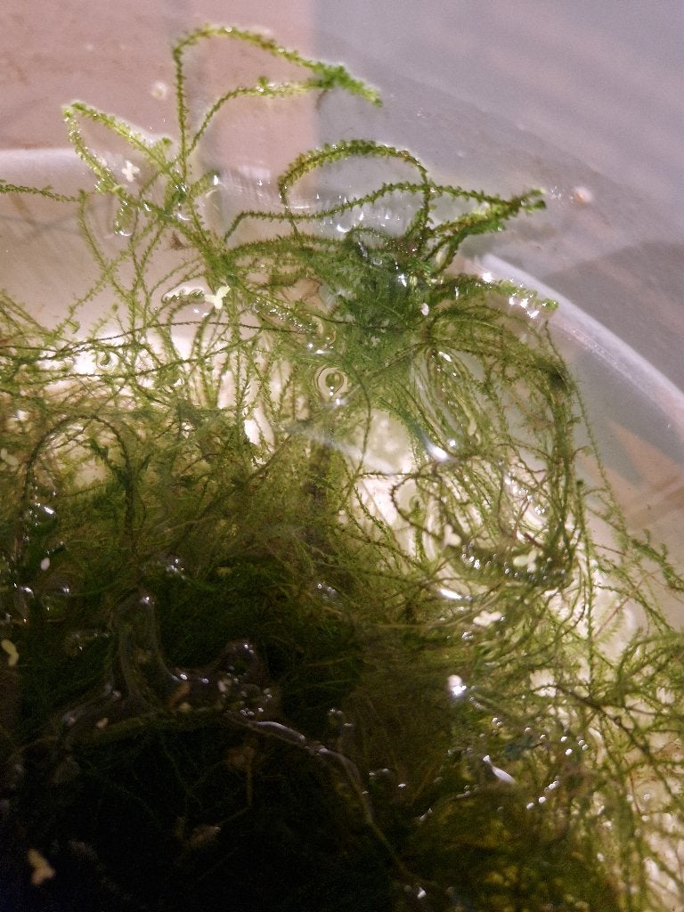 aquarium mos, Dieren en Toebehoren, Ophalen of Verzenden, Gebruikt, Plant(en), Steen of Hout