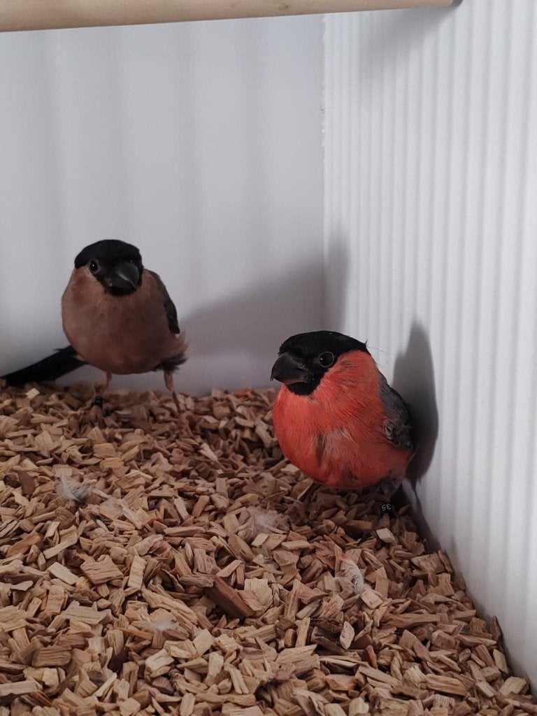 Mooi koppel Europese Goudvinken, Meerdere dieren, Wildzangvogel, Geringd