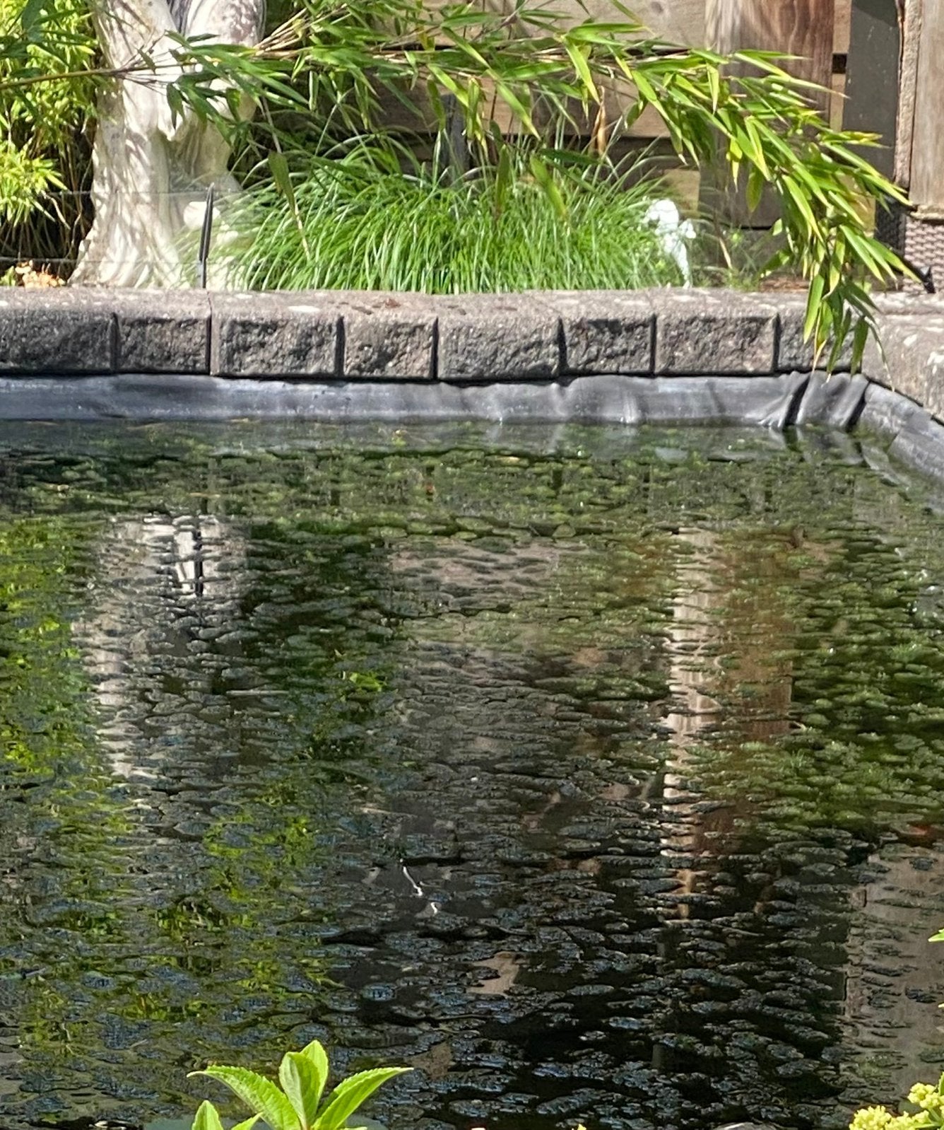Hoornblad zuurstof planten tbv vijver, Tuin en Terras, Vijvers, Ophalen, Zo goed als nieuw